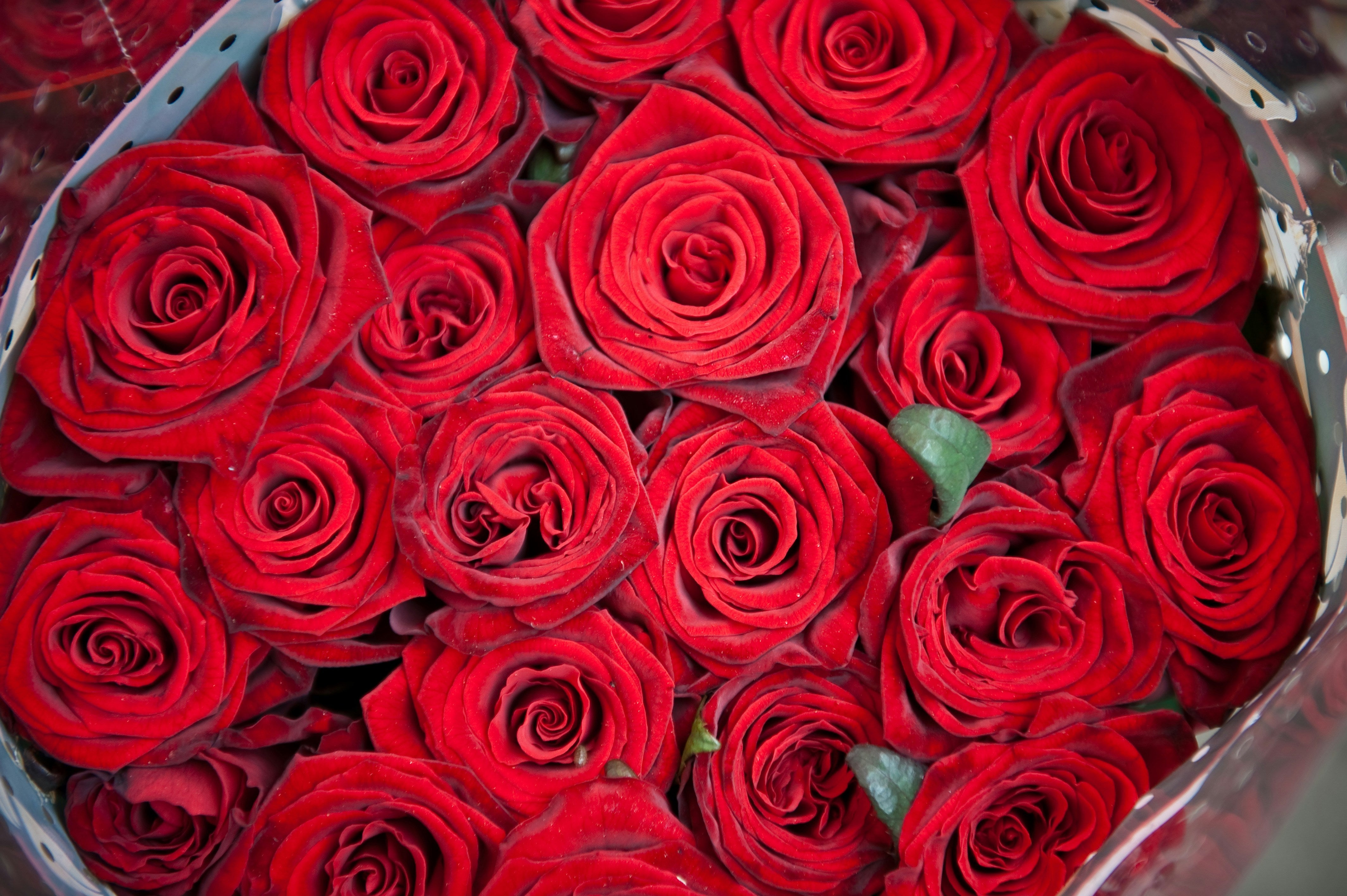 24 Red Roses Hand Tied